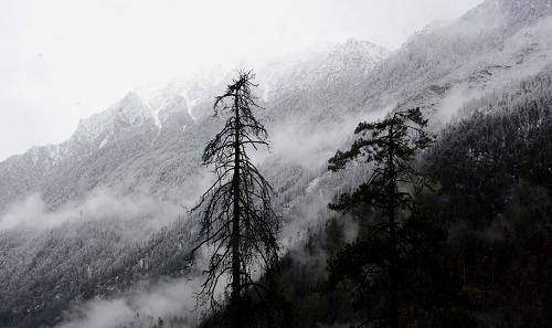 資料圖片：海拔4500米左右的林芝地區(qū)色吉拉山雪松風(fēng)光（2010年3月6日攝）。 新華社記者 普布扎西 攝