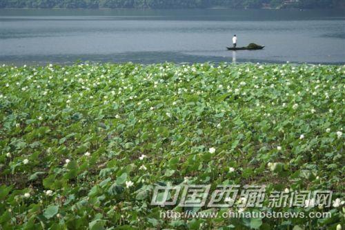 博卡拉費(fèi)瓦湖 彭月圓 攝