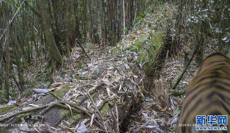 （圖文互動）（2）科研人員在西藏墨脫拍攝到野生孟加拉虎活體照片