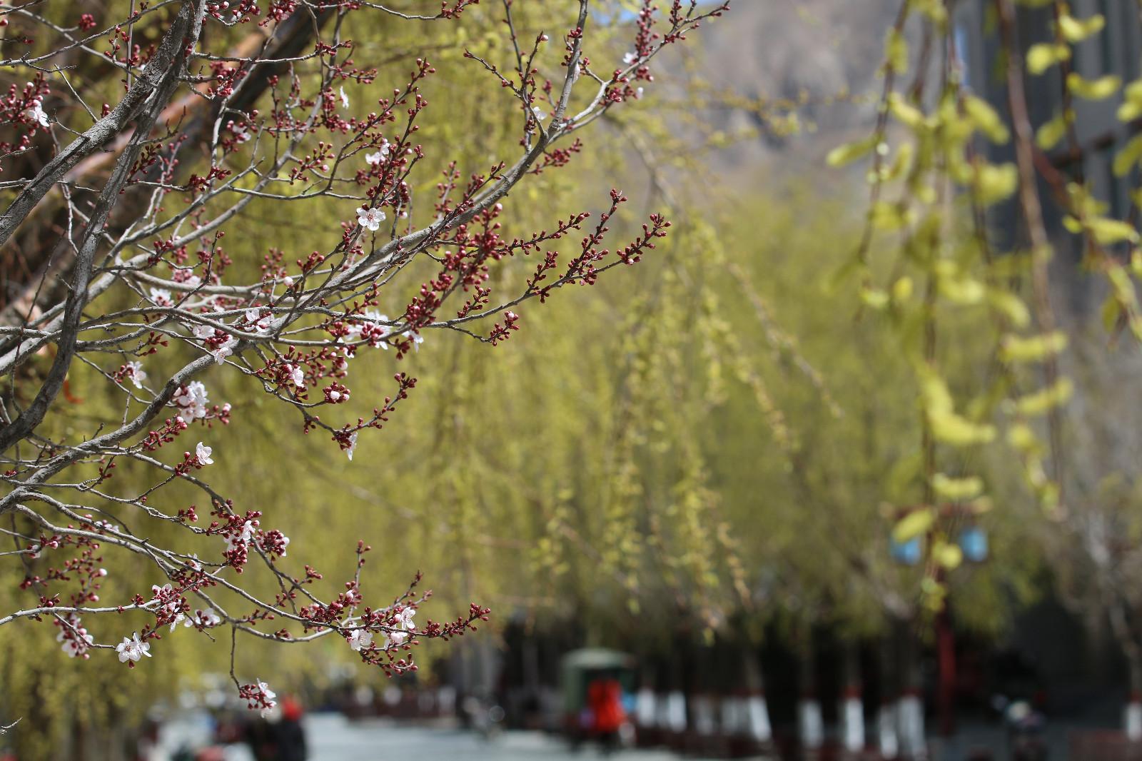 圖為：春意盎然的瓊結(jié)旅游步行街。.JPG